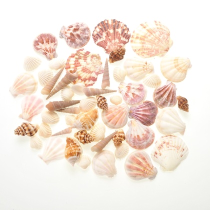Mixed Beach Sea Shells For Decoration (Bag Of 50 Shells)