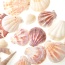 Mixed Beach Sea Shells For Decoration (Bag Of 100 Shells)