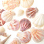 Mixed Beach Sea Shells For Decoration (Bag Of 50 Shells)